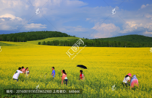 油菜花