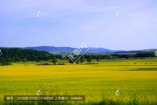 油菜籽花