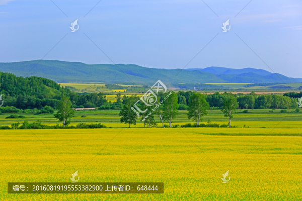 油菜花
