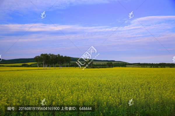 油菜花