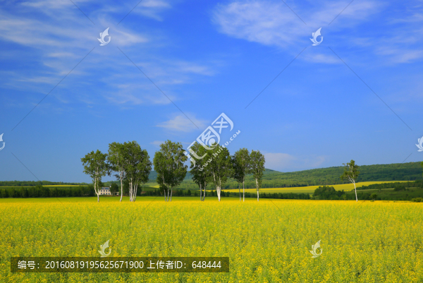 油菜花