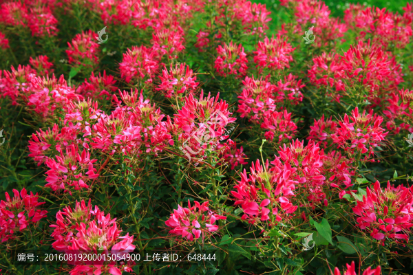 醉蝶花