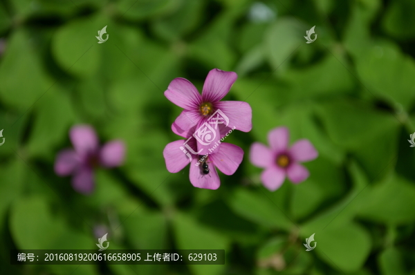 小紅花