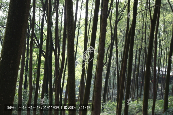 樹林