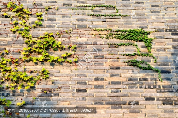 青磚植物墻,墻壁,背景墻