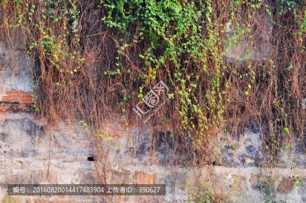 老墻,植物墻