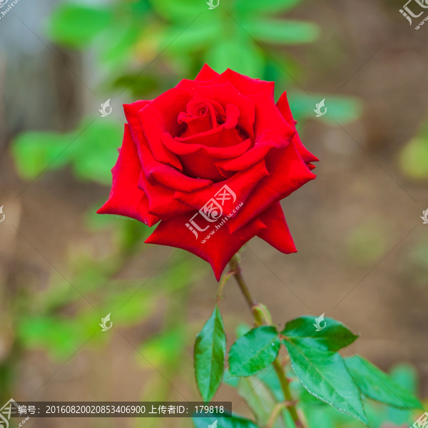 玫瑰,紅玫瑰