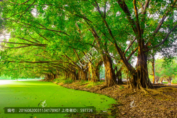 陽光樹林