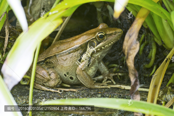 沼蛙