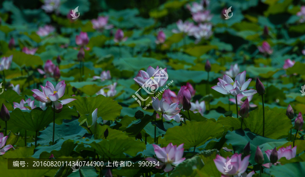 荷花