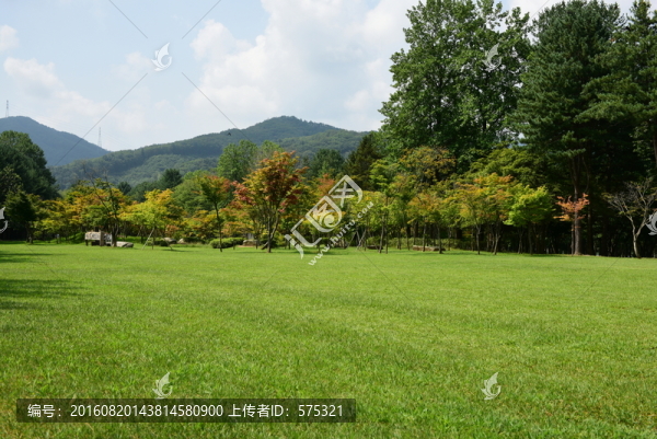 森林草地陽光