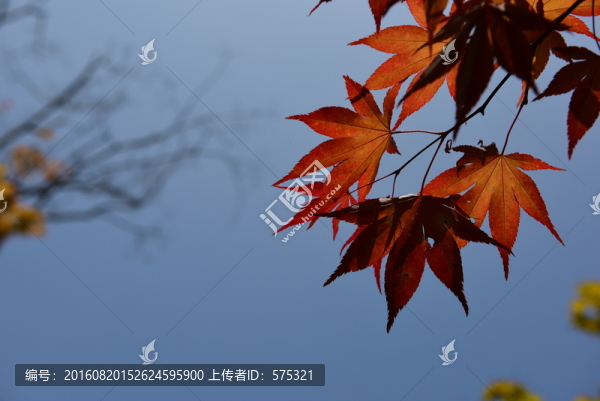 楓葉