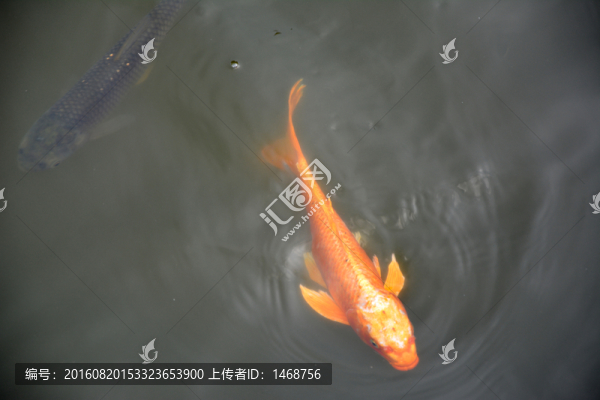 錦鯉