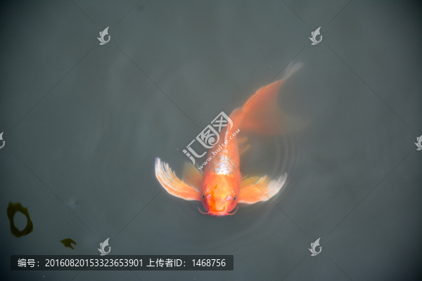 錦鯉