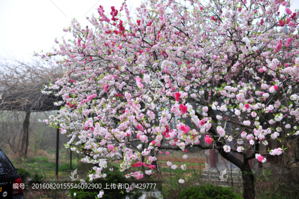 復(fù)色桃花,觀賞桃,桃花盛開