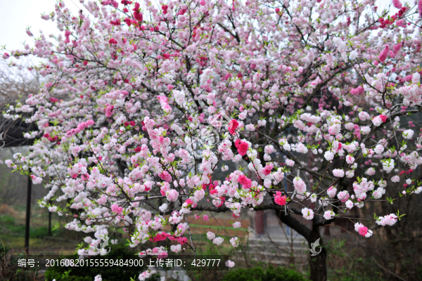 復(fù)色桃花,桃樹,桃花園