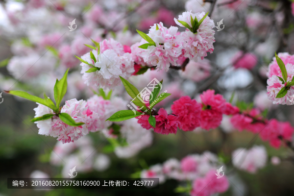 桃花,桃花園,春天