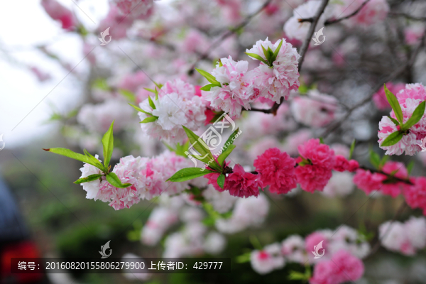 復(fù)色桃花,觀賞桃,桃花盛開(kāi)