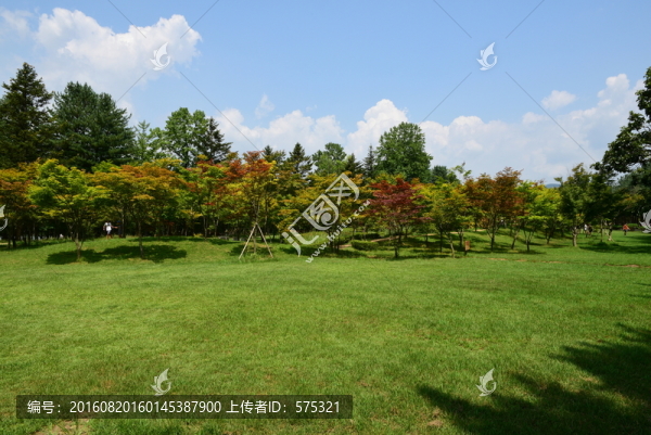 森林陽光草地