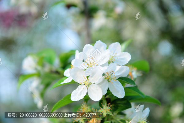 白色花,果樹花