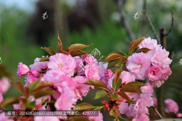 櫻花,櫻花樹(shù),景觀(guān)樹(shù)