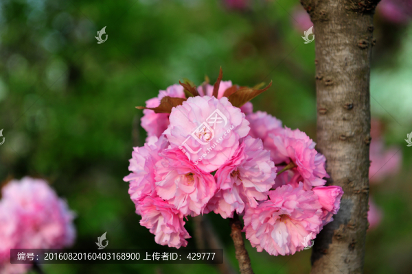 櫻花,櫻花園