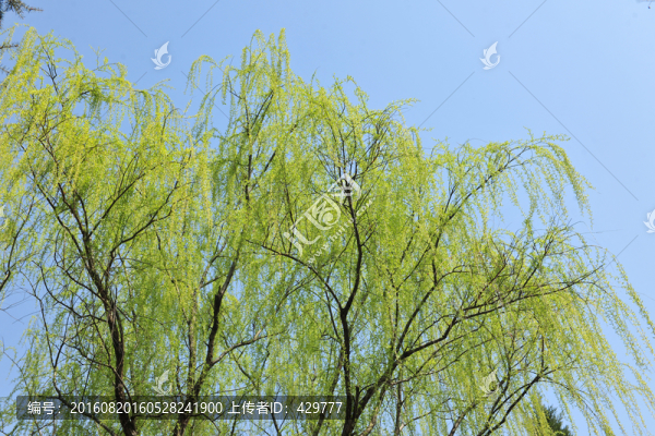 柳樹(shù),垂柳,柳葉