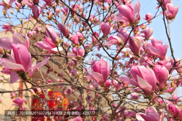 玉蘭花,玉蘭樹