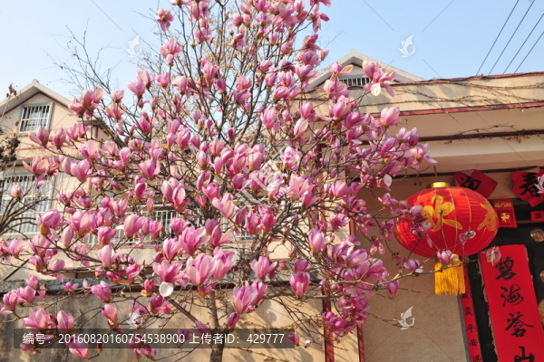 玉蘭花,玉蘭樹