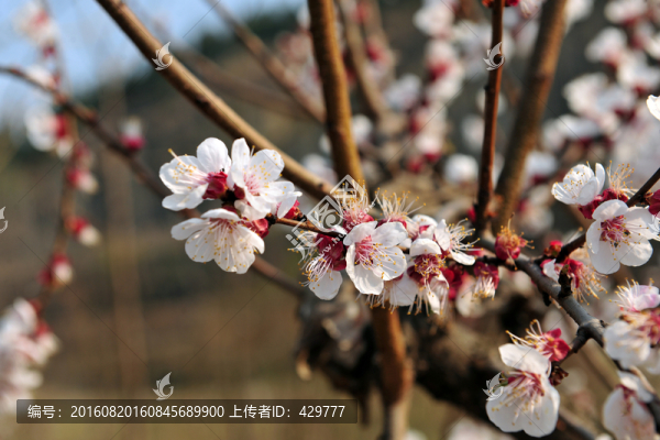 杏花