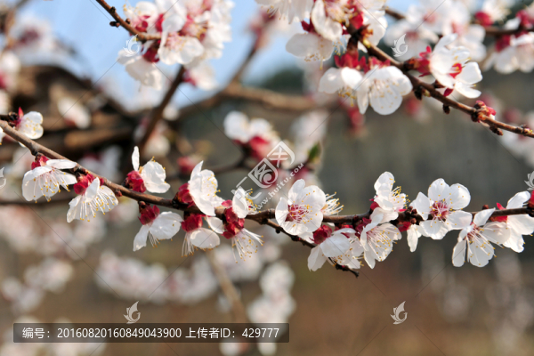 杏花