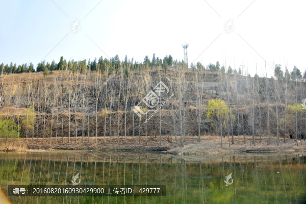 早春河岸風(fēng)景,柳樹發(fā)芽