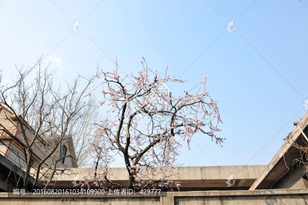杏樹(shù),紅杏出墻