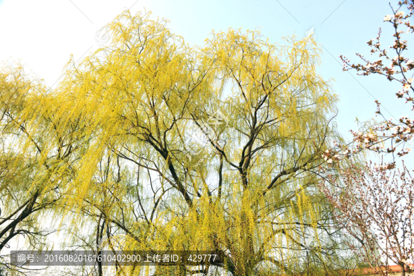 柳樹,樹木,春天樹木