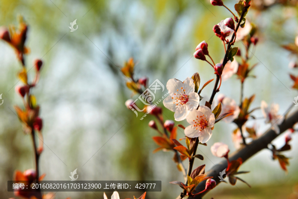 桃花,桃樹,果園