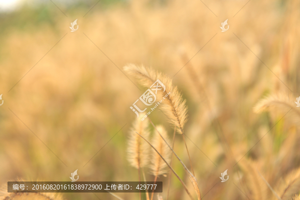 狗尾草