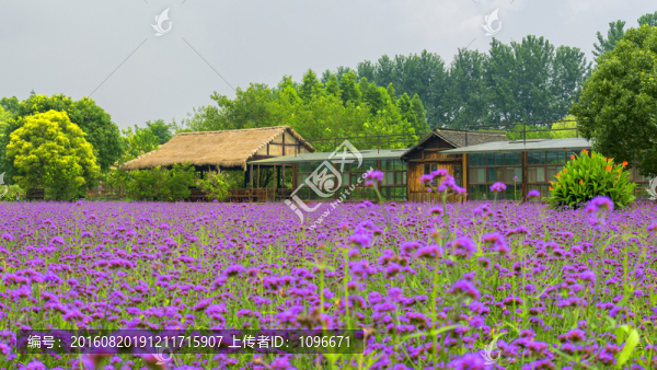 花海