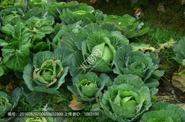 卷心菜