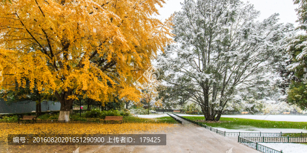 北大校園風(fēng)光秋天雪景銀杏