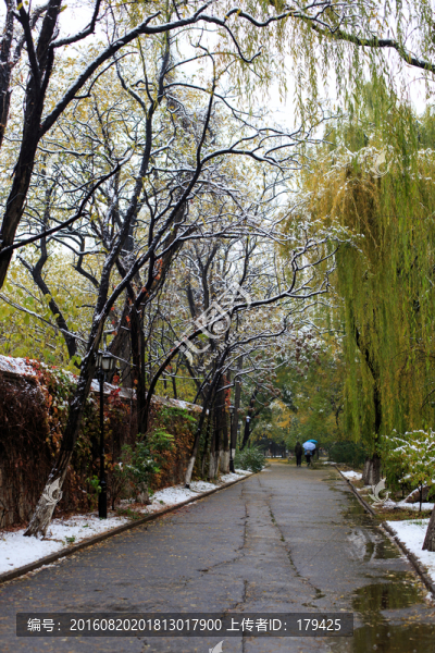 北大秋色雪景林蔭道柳樹