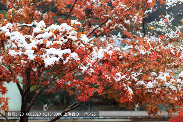 北大校園風(fēng)光秋天初雪楓葉