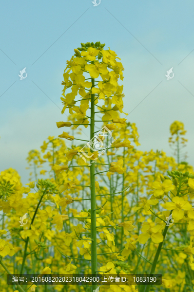 油菜花