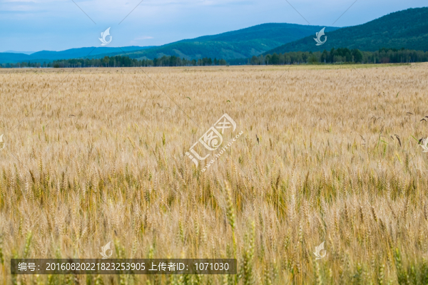 小麥