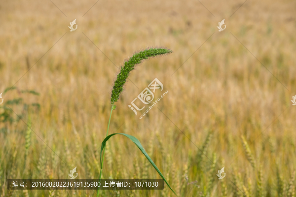 野生谷子