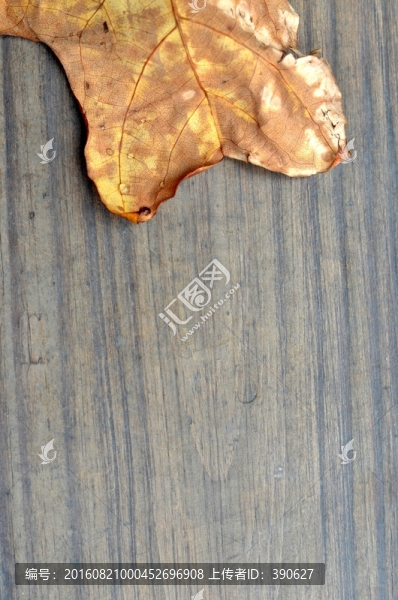 木板墻,枯葉