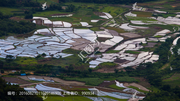 田野,稻田