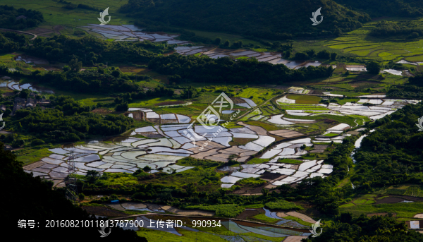田野,稻田