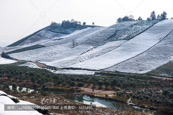 茶園雪景