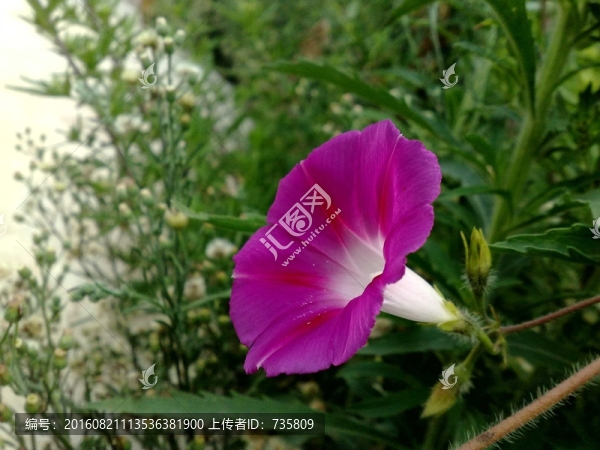 紅色喇叭花