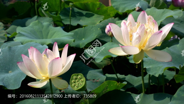 荷花